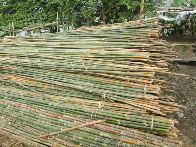 đóng cọc tre Hội An 
